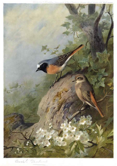 Archibald Thorburn Cock and Hen Redstarts